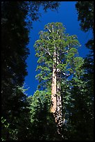 Giant sequoia in Merced Grove. Yosemite National Park, California, USA. (color)