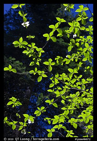 Backlit dogwood leaves and blooms, Merced Grove. Yosemite National Park (color)