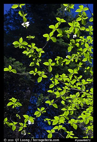 Backlit dogwood leaves and blooms, Merced Grove. Yosemite National Park, California, USA.