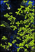 Backlit dogwood leaves and blooms, Merced Grove. Yosemite National Park, California, USA.