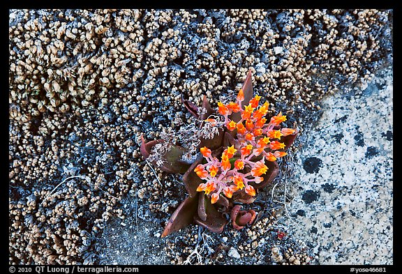 Close-up of wildflower. Yosemite National Park (color)