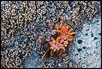 Close-up of wildflower. Yosemite National Park, California, USA.