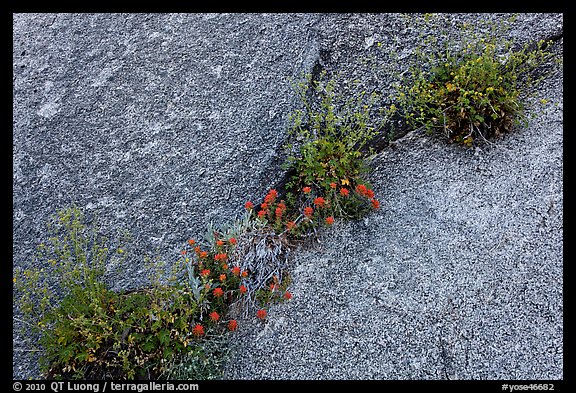 Flowers growing in rock crack. Yosemite National Park (color)