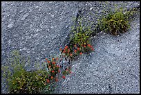 Flowers growing in rock crack. Yosemite National Park, California, USA.