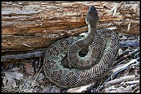 Rattlesnake. Yosemite National Park, California, USA. (color)