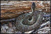 Rattlesnake. Yosemite National Park, California, USA.