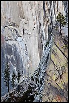 Trees and cliff, Diving Board. Yosemite National Park, California, USA. (color)