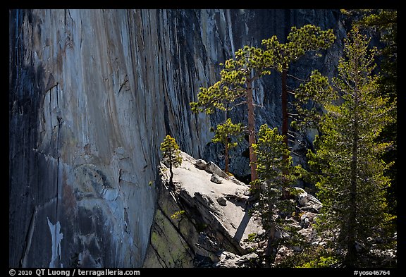 Pine trees and Half-Dome face. Yosemite National Park, California, USA.