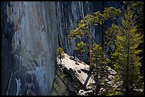 Pine trees and Half-Dome face. Yosemite National Park, California, USA.