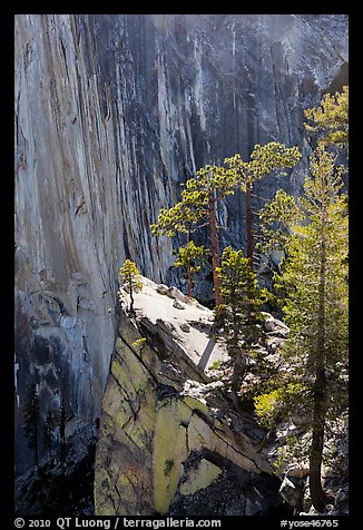 Pine trees on the Diving Board. Yosemite National Park, California, USA.