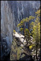 Pine trees on the Diving Board. Yosemite National Park, California, USA.