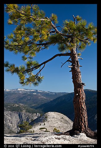 North Dome framed by pine tree. Yosemite National Park, California, USA.