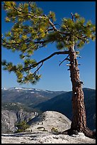 North Dome framed by pine tree. Yosemite National Park, California, USA.