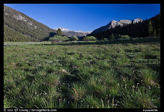 Meadow in Lyell Canyon, late afternoon. Yosemite National Park (color)