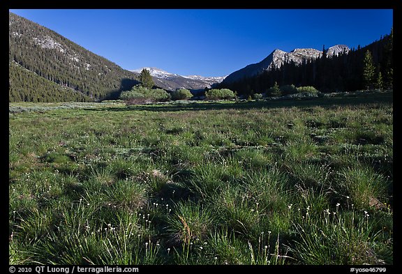 Meadow in Lyell Canyon, late afternoon. Yosemite National Park, California, USA.