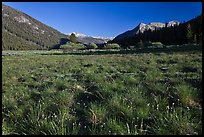 Meadow in Lyell Canyon, late afternoon. Yosemite National Park, California, USA.