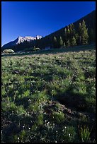 Lyell Canyon, late afternoon. Yosemite National Park ( color)