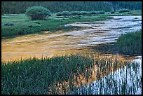 Late afternoon reflections, Lyell Fork of the Tuolumne River. Yosemite National Park, California, USA. (color)