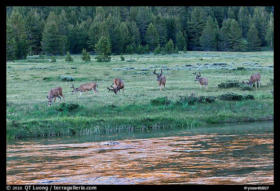 Herd of deer in meadow, Lyell Fork of the Tuolumne River. Yosemite National Park, California, USA.