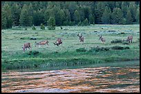 Herd of deer in meadow, Lyell Fork of the Tuolumne River. Yosemite National Park, California, USA.