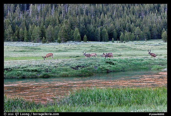 Deer herd at sunset, Lyell Canyon. Yosemite National Park, California, USA.