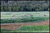 Deer herd at sunset, Lyell Canyon. Yosemite National Park, California, USA.