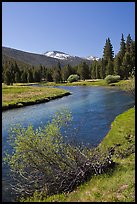 Lyell Fork of the Tuolumne River, morning. Yosemite National Park, California, USA.