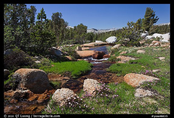 Stream and alpine meadow. Yosemite National Park, California, USA.