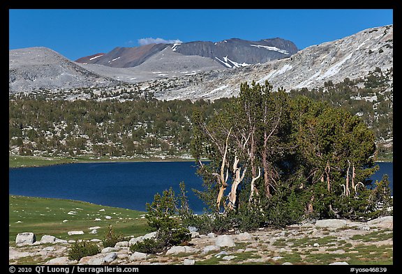 Evelyn Lake and trees. Yosemite National Park, California, USA.