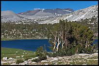 Evelyn Lake and trees. Yosemite National Park, California, USA. (color)