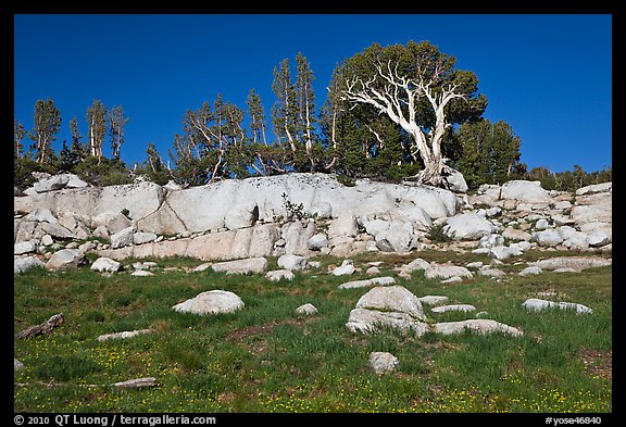 Meadow, rocks, and trees. Yosemite National Park (color)
