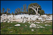 Meadow, rocks, and trees. Yosemite National Park ( color)