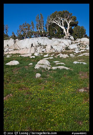 Trees above meadow in bloom. Yosemite National Park, California, USA.