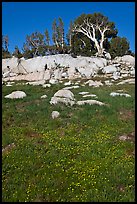 Trees above meadow in bloom. Yosemite National Park, California, USA.