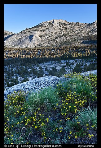 Wildflowers above Fletcher Creek Valley. Yosemite National Park (color)