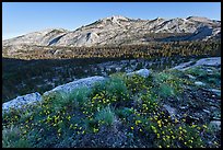 Wildflowers and ridge, Fletcher Creek, early morning. Yosemite National Park, California, USA.