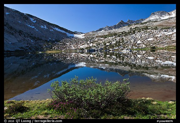 Bush and alpine lake, Vogelsang. Yosemite National Park, California, USA.