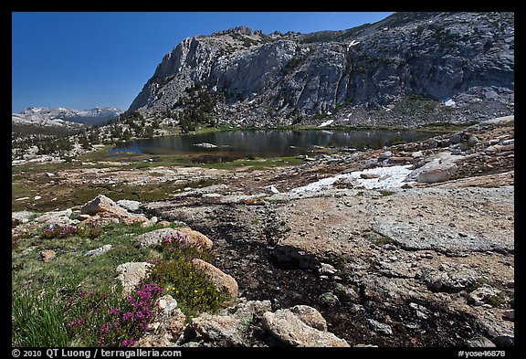 Alpine scenery with flowers, stream, lake, and mountains, Vogelsang. Yosemite National Park, California, USA.