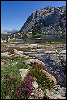 Alpine flowers above Vogelsang Lake. Yosemite National Park, California, USA. (color)