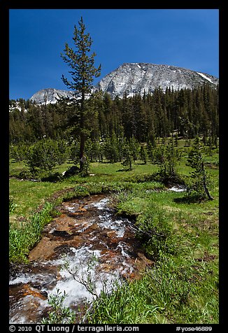 Stream and lush meadow, Lewis Creek. Yosemite National Park, California, USA.