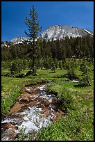 Stream and lush meadow, Lewis Creek. Yosemite National Park, California, USA.