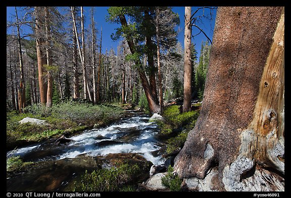 Stream in forest, Lewis Creek. Yosemite National Park (color)