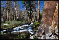 Stream in forest, Lewis Creek. Yosemite National Park ( color)