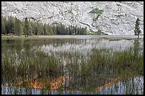 Reeds and reflecions, Merced Lake. Yosemite National Park, California, USA. (color)