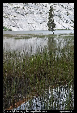 Tree and reflections, Merced Lake. Yosemite National Park, California, USA.