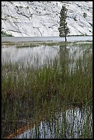 Tree and reflections, Merced Lake. Yosemite National Park, California, USA.