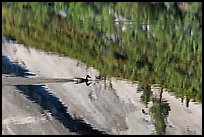 Duck and reflections, Merced Lake. Yosemite National Park, California, USA. (color)