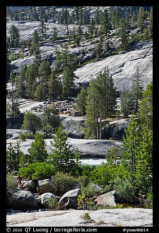 Smooth granite and pine trees. Yosemite National Park (color)