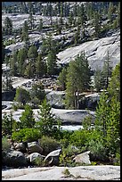 Smooth granite and pine trees. Yosemite National Park ( color)