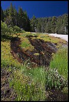 Wet rock slab and wildflowers. Yosemite National Park, California, USA.